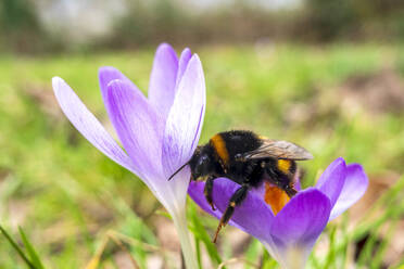 Hummel, die sich von blühenden Krokussen ernährt - NDF01608