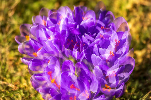 Multiple exposure of blooming crocuses - NDF01609