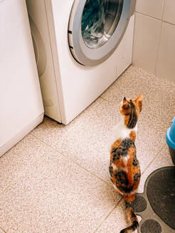 A curious calico cat intently observes clothes tumbling in a washing machine, depicting a cute domestic moment - ADSF53370