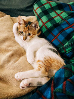 A domestic calico cat rests on a cushioned couch, partially covered by a cozy plaid blanket, displaying a relaxed and content demeanor - ADSF53371