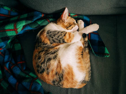 A serene calico cat dozes curled up on a colorful plaid blanket, conveying a sense of tranquility and comfort - ADSF53372