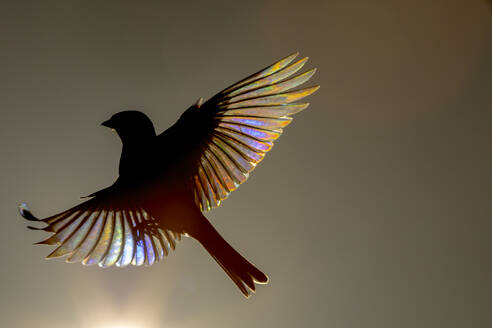 From above of silhouette of a bird in flight with sunlight filtering through its feathers, creating a prism of colors - ADSF53422