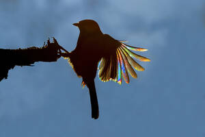 Top view of silhouette of a bird perched on a branch with sunlight creating a rainbow prism effect on its feathers - ADSF53423