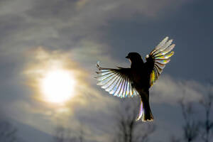 Top view of backlit bird in flight with sun shining through its spread wings, creating a rainbow diffraction effect on the feathers - ADSF53424