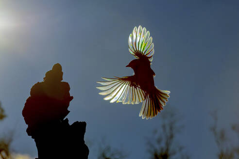 From above of bird takes flight from a rocky outcrop, its wings catching the sunlight to create a stunning rainbow spectrum effect - ADSF53425