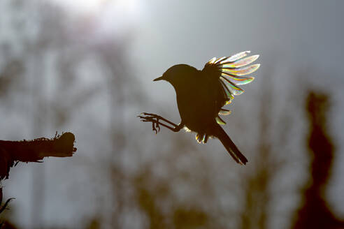 From above of bird with iridescent feathers highlighted by sunlight prepares to land on a branch, casting a silhouette against a soft-focus background - ADSF53426