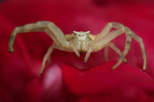 Macro shot of a crab spider against a striking red backdrop, showcasing intricate textures and natural color contrast. - ADSF53433