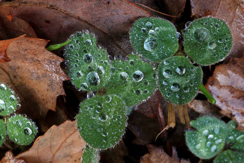 Fresh morning dew delicately sits on the vibrant green leaves of clover against a backdrop of autumn leaves. - ADSF53435