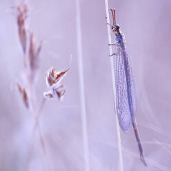 A delicate lacewing insect clings to a thin plant stalk amidst soft-focus flora in a pastel-toned scene. - ADSF53436