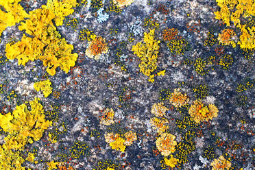 A vibrant display of lichen species, including Xanthoria parietina, growing in a natural mosaic on a textured rock surface. - ADSF53439