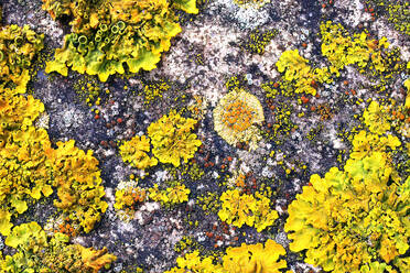 A vibrant assortment of lichen species, showcasing a natural mosaic of textures and colors on a rock surface. - ADSF53442