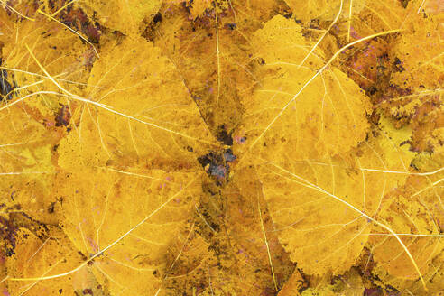 A close-up view of overlapping yellow maple leaves showcasing the detailed texture and vibrant colors of autumn. - ADSF53443