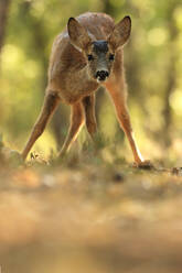 A young roe deer fawn steps cautiously in a sun-dappled forest, its large, innocent eyes gazing forward with curiosity and alertness - ADSF53444