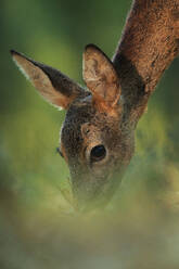 A tranquil close-up of a roe deer's head as it peeks through the foliage, with a focus on its gentle eyes and soft ears - ADSF53448