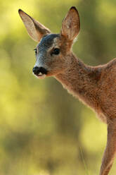 A young roe deer with attentive ears and bright eyes stands alert in a sunlit forest clearing - ADSF53450