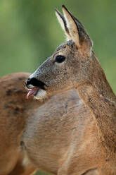 Close-up of a roe deer with its mouth open, showcasing its tongue and teeth, set against a soft green background - ADSF53451