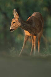 A roe deer in the golden light of dusk, gracefully standing in the forest with a backdrop of green foliage - ADSF53452