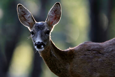 Backlit portrait of a roe deer with alert ears and a gentle gaze, highlighted against a dark forest background - ADSF53453