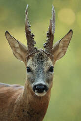 Direct gaze of a roe deer buck with velvety antlers against a soft green backdrop, a symbol of the wild - ADSF53454