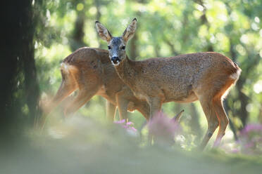 Two roe deer in a sunlit glade, one facing the camera with a calm and attentive expression amidst soft greenery and purple wildflowers - ADSF53457