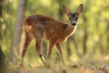 A roe deer stands in a sunlit forest, turning its head to look back with curiosity and grace - ADSF53458