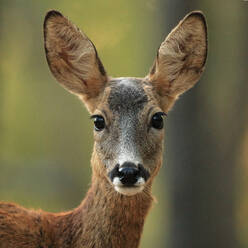 An endearing portrait of a juvenile roe deer looking directly at the camera with large, expressive ears and a soft gaze - ADSF53459