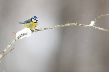 A vibrant blue tit sits on a snowy branch against a soft gray background. - ADSF53460