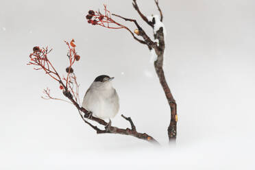 A peaceful bird sits on a bare branch dotted with red berries against a soft, snowy backdrop, creating a tranquil winter scene. - ADSF53464