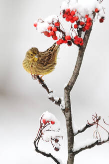A yellow bird clings to a branch with vibrant red berries, surrounded by a soft blanket of snow, capturing the serene beauty of winter. - ADSF53465