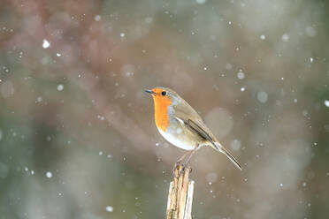 This serene image captures a solitary robin resting on a twig as delicate snowflakes drift around it, set against a soft, wintry backdrop. - ADSF53466