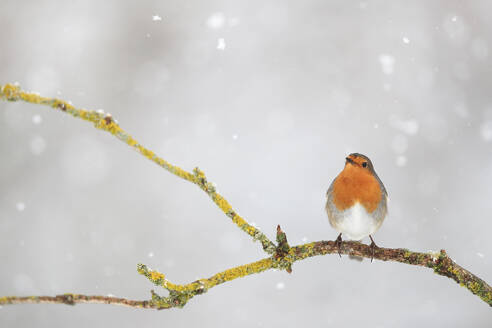 A charming robin perched on a snow-covered branch with falling snowflakes around it. - ADSF53469