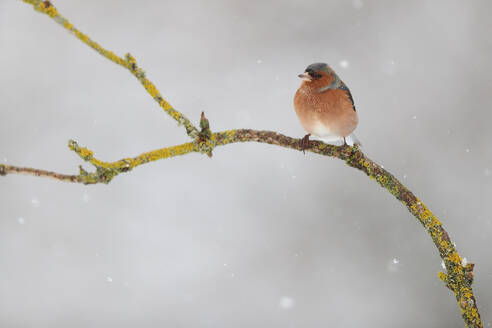 A serene chaffinch perched on a mossy branch amidst gently falling snowflakes. - ADSF53471