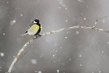 A charming great tit bird sits on a bare branch amid the tranquility of gently falling snowflakes. - ADSF53473