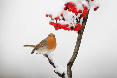 A European robin resting on a branch covered in snow next to bright red berries on a foggy day. - ADSF53474