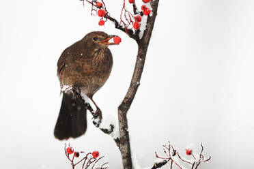 A brown bird with a red berry in its beak perches on a snowy branch against a white backdrop. - ADSF53476