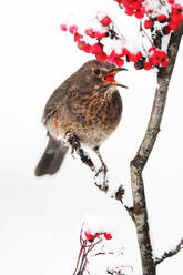 A brown songbird perches on a snow-dusted branch, contrasted against red berries and a white background. - ADSF53477