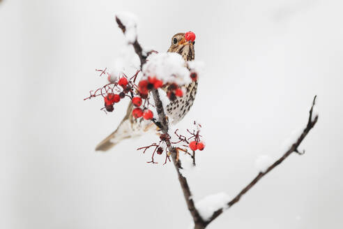 A thrush bird grips a snow-covered branch, beak adorned with red berries against a muted white background. - ADSF53478