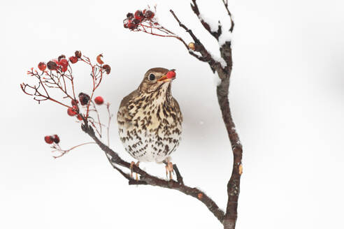 A song thrush sits perched on a branch dotted with red berries against a snowy white background. - ADSF53479