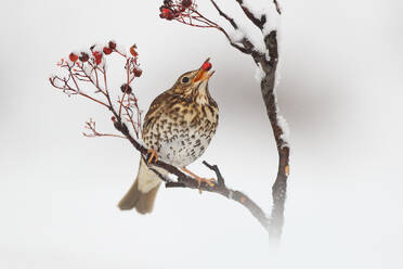 A speckled thrush perched on a snowy branch, feasting on bright red berries against a soft white background. - ADSF53480