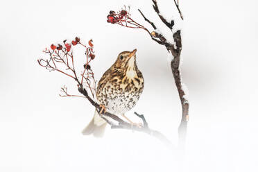 A speckled songbird sits on a snow-covered branch, dotted with vibrant red berries, against a white background. - ADSF53481