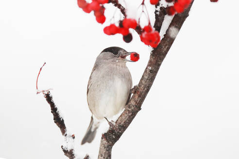A serene bird perched on a snowy branch, pecking at vibrant red berries against a white backdrop. - ADSF53482