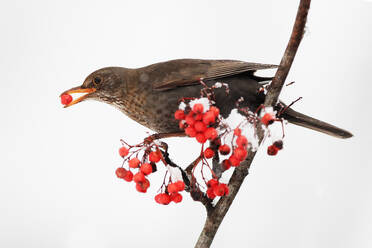 A bird with a red berry in its beak perches on a snow-dusted branch. - ADSF53483
