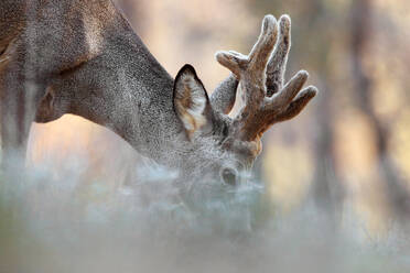 Close-up portrait of a magnificent adult male roe deer with velvety antlers in a misty forest backdrop. - ADSF53490