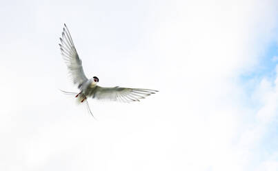 An Arctic tern soaring gracefully with outstretched wings against a pale blue sky in the Icelandic wilderness. - ADSF53498