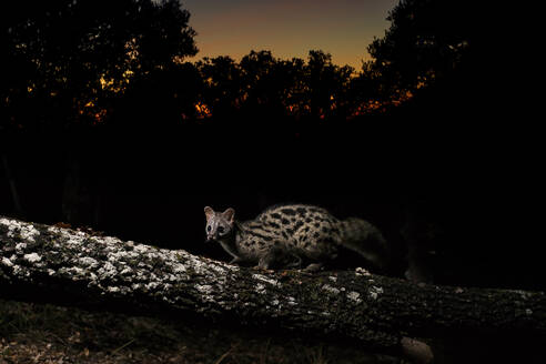 A genet gracefully walks along a lichen-covered branch against a twilight sky backdrop - ADSF53501