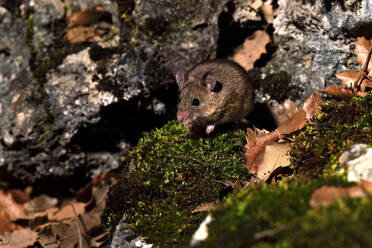 A field mouse cautiously peers out from a rocky crevice surrounded by moss and autumn leaves - ADSF53502