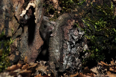 A field mouse emerges from a hollow in a tree, surrounded by moss and dried leaves in a forest setting - ADSF53503