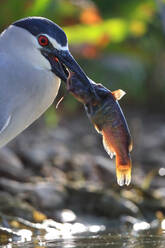 A Night heron or Nycticorax nycticorax holds a freshly caught fish in its beak, showcasing wildlife predatory behavior in a natural water setting. - ADSF53506