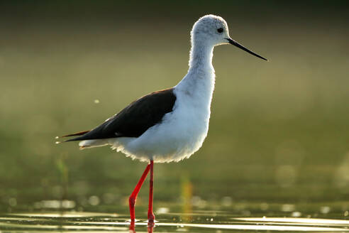 A serene Black-winged Stilt, Himantopus himantopus, is illuminated by the golden sunlight as it elegantly stands in shallow water. - ADSF53507