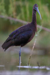 A solitary Glossy ibis, Plegadis falcinellus, wades in shallow waters with a soft-focus background. - ADSF53514